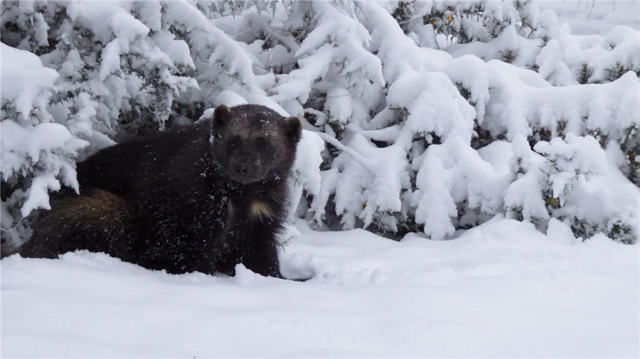 IC Photo(qun)ƷՈ(qng)D(zhun)d