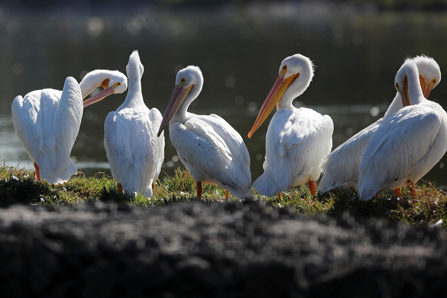 ICPhoto(qun)ƷՈ(qng)D(zhun)d