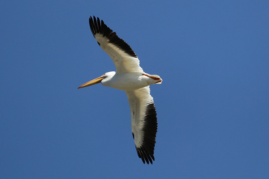 ICPhoto(qun)ƷՈD(zhun)d