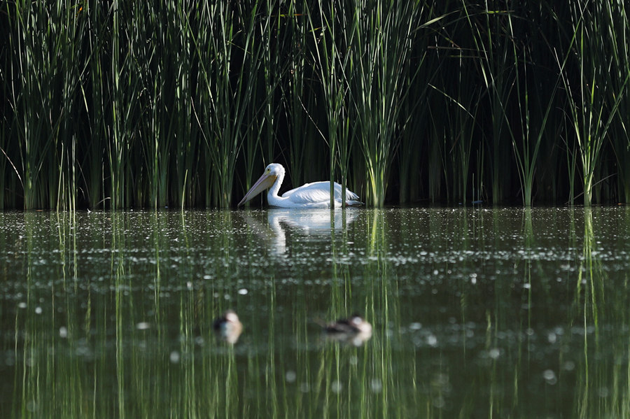 ICPhoto(qun)ƷՈ(qng)D(zhun)d