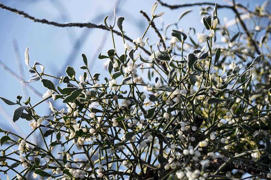 ICPhoto(qun)ƷՈ(qng)D(zhun)d