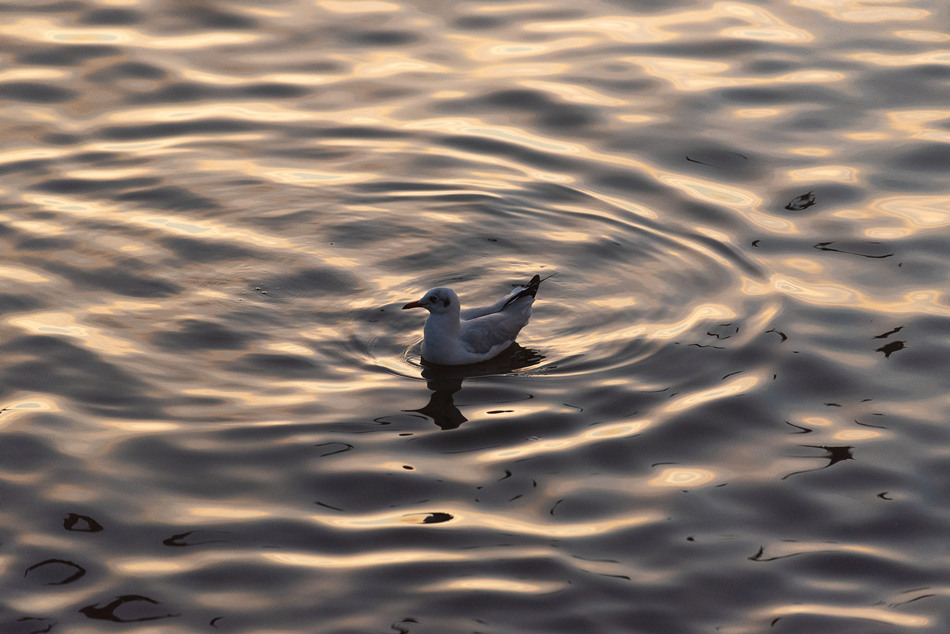 ICPhoto(qun)ƷՈD(zhun)d