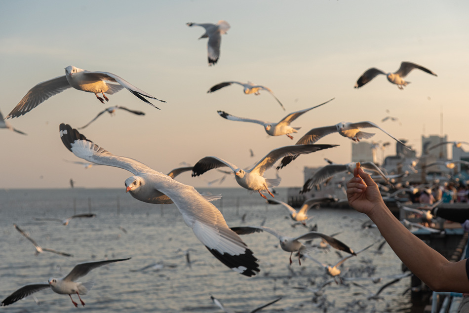 ICPhoto(qun)ƷՈD(zhun)d