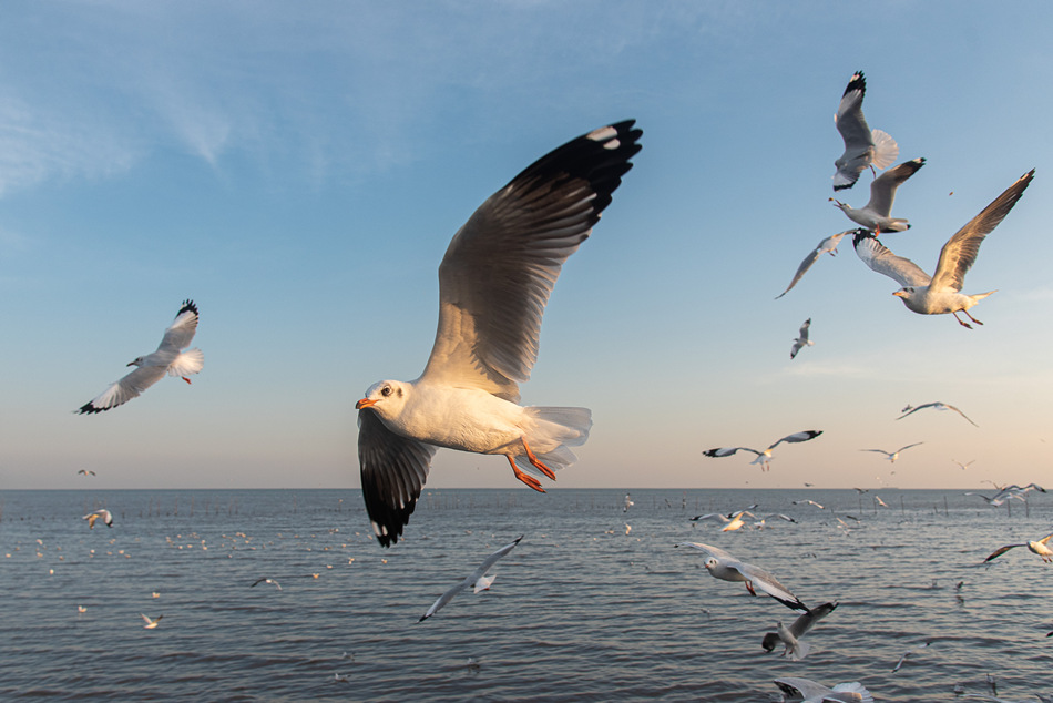 ICPhoto(qun)ƷՈD(zhun)d