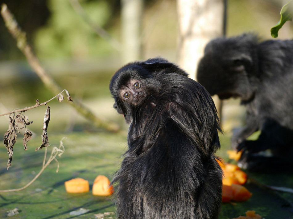 ICPhotoƷՈD(zhun)d