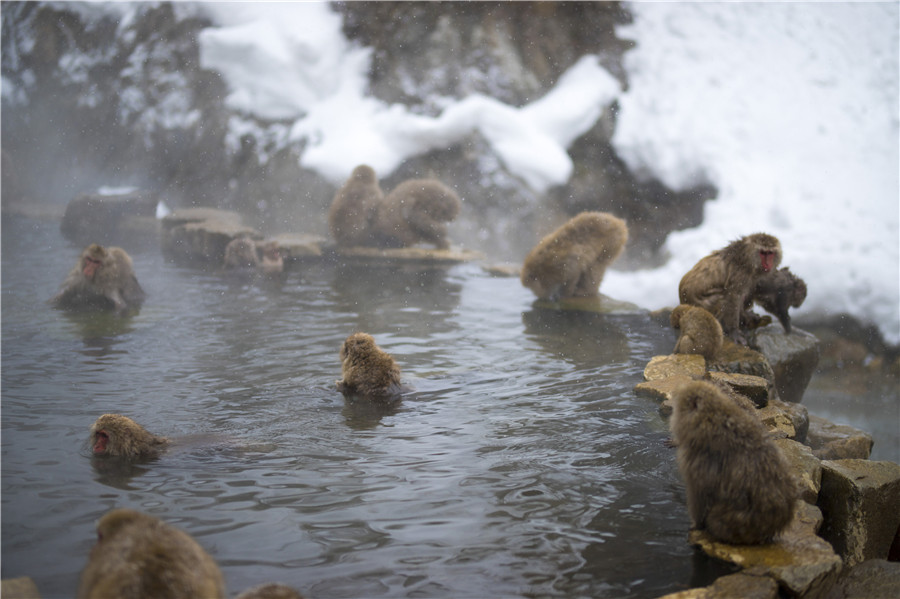 ICPhotoƷՈDd