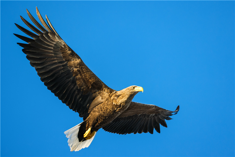 ICPhoto(qun)ƷՈD(zhun)d