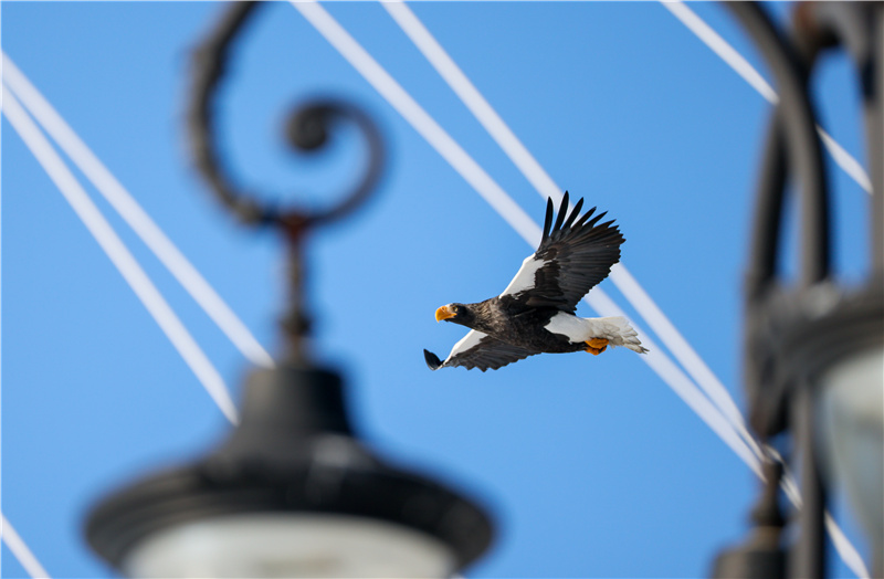 ICPhoto(qun)ƷՈD(zhun)d