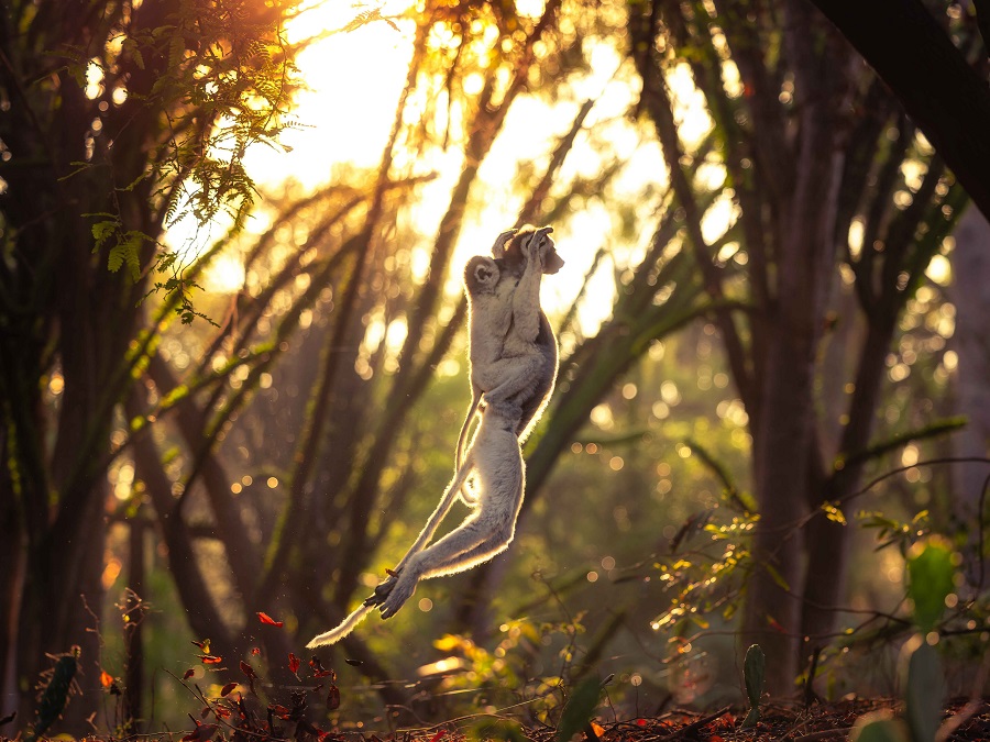 IC Photo(qun)ƷՈ(qng)D(zhun)d