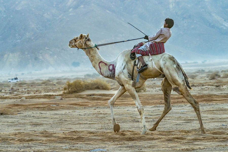 IC PhotoƷՈDd