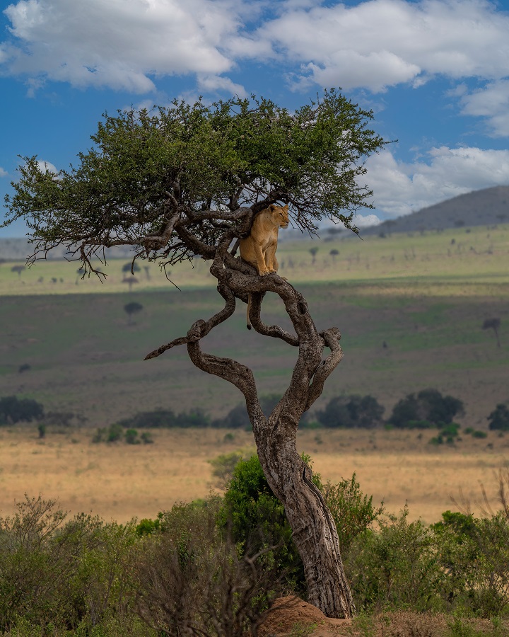 IC Photo(qun)ƷՈ(qng)D(zhun)d