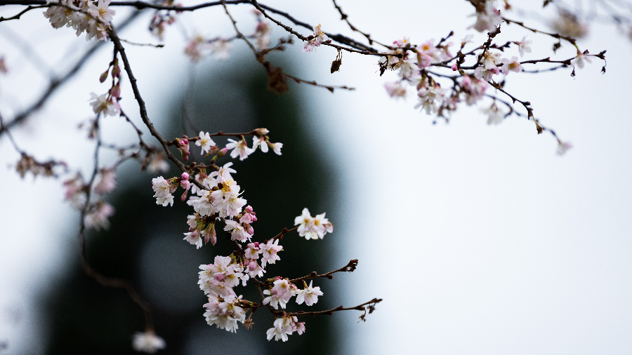 IC Photo(qun)ƷՈD(zhun)d