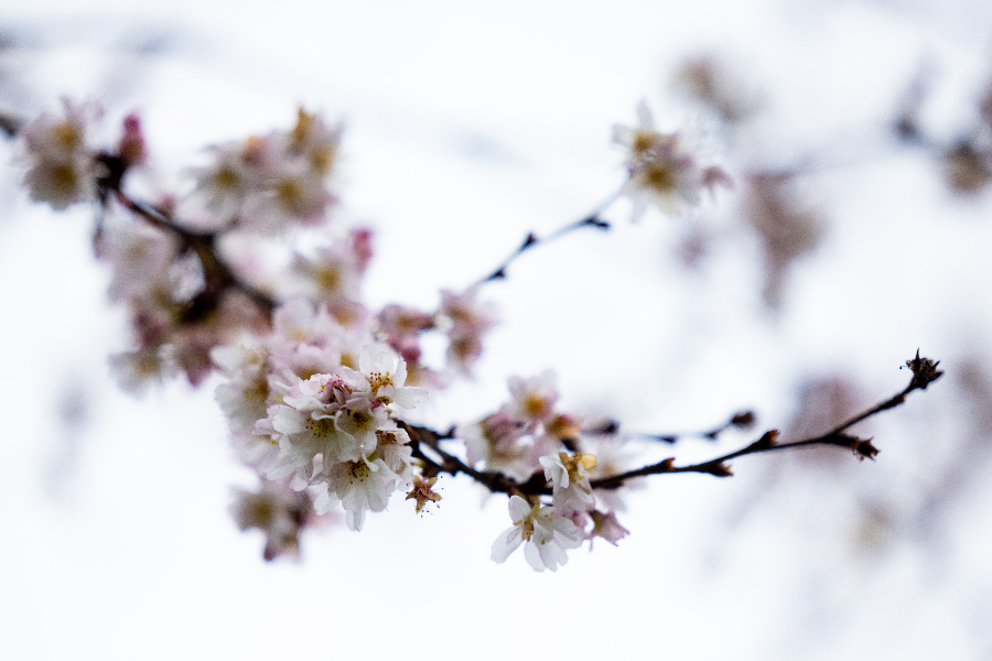 IC Photo(qun)ƷՈD(zhun)d