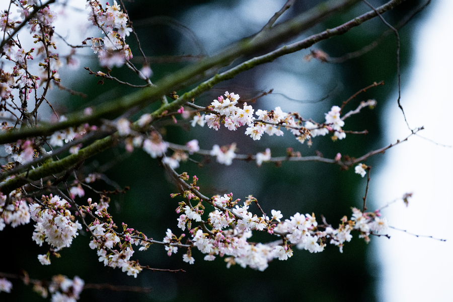 IC Photo(qun)ƷՈ(qng)D(zhun)d