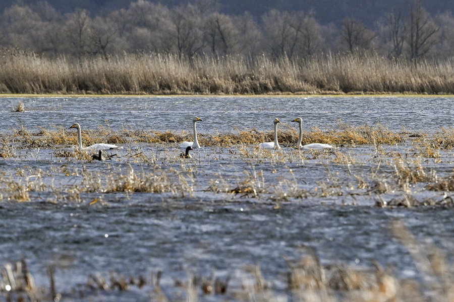 ICPhoto(qun)ƷՈD(zhun)d