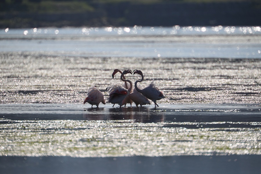 IC Photo(qun)ƷՈD(zhun)d