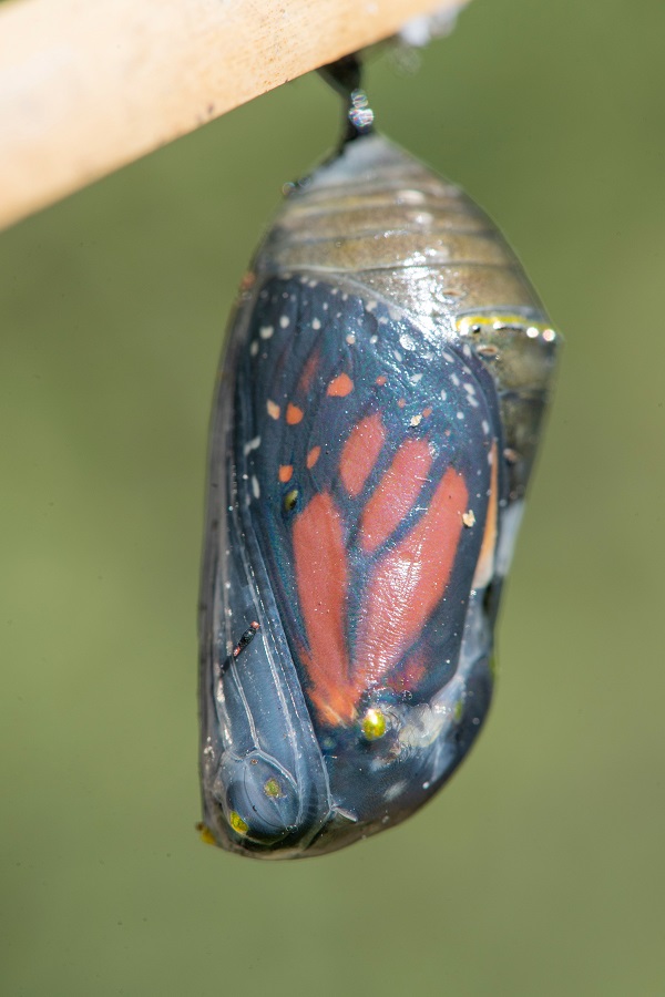 IC Photo(qun)ƷՈ(qng)D(zhun)d