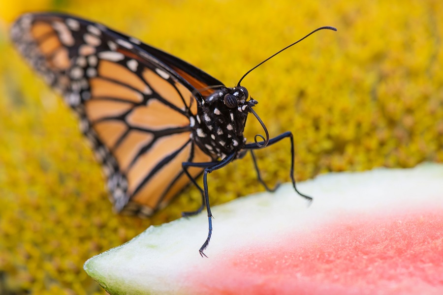 IC PhotoƷՈD(zhun)d