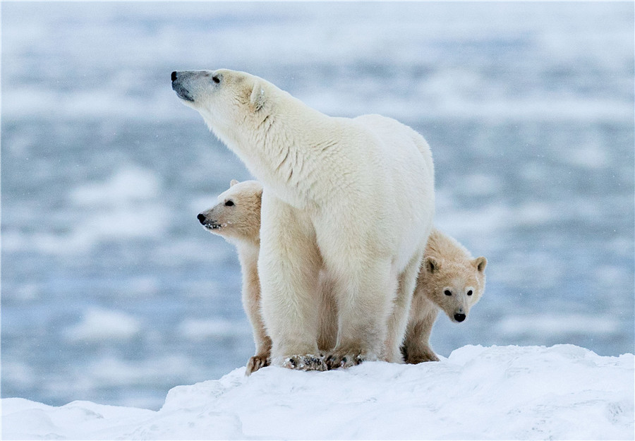 IC Photo(qun)ƷՈ(qng)D(zhun)d