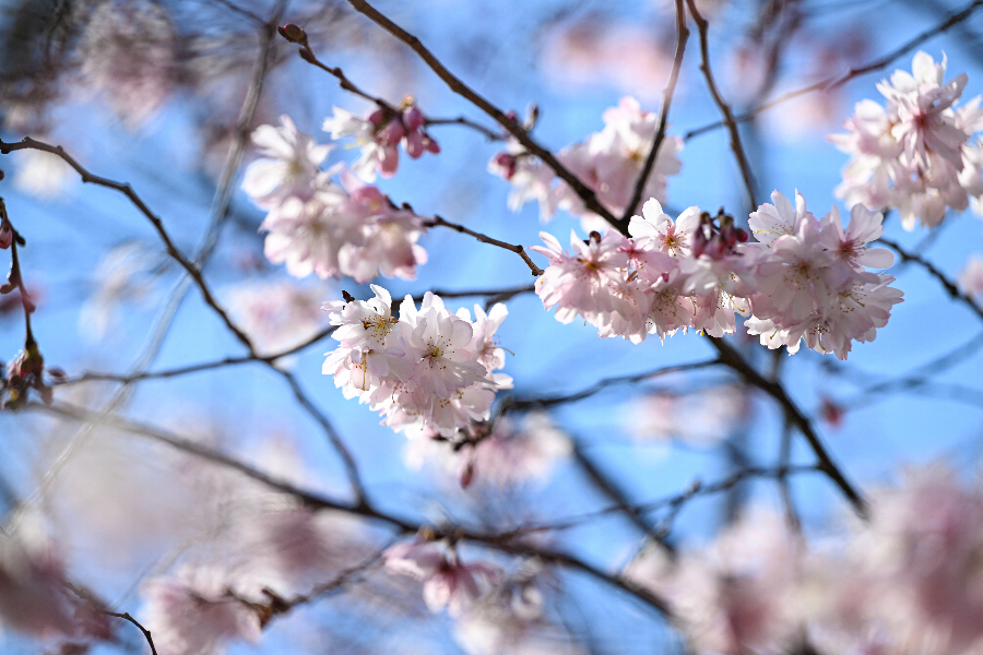 IC Photo(qun)ƷՈD(zhun)d