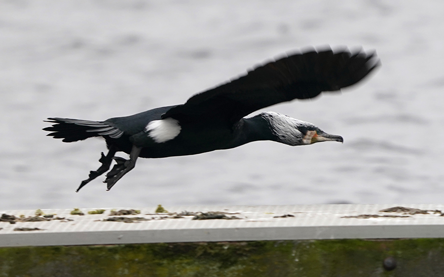 IC Photo(qun)ƷՈD(zhun)d