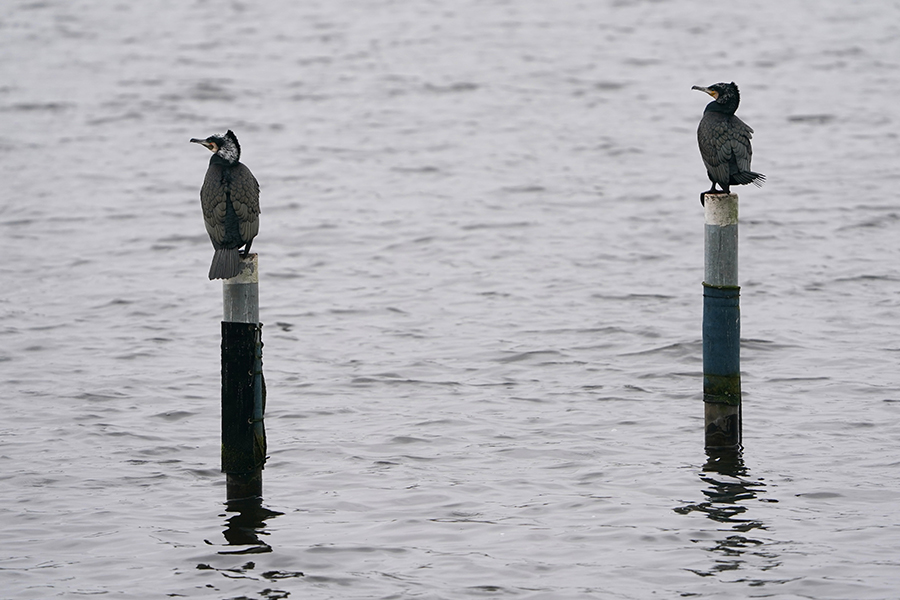 IC Photo(qun)ƷՈ(qng)D(zhun)d