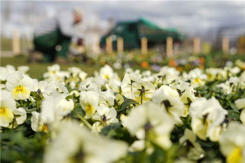 ICPhoto(qun)ƷՈD(zhun)d