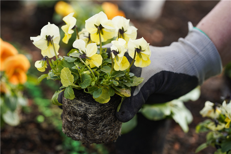 ICPhoto(qun)ƷՈ(qng)D(zhun)d