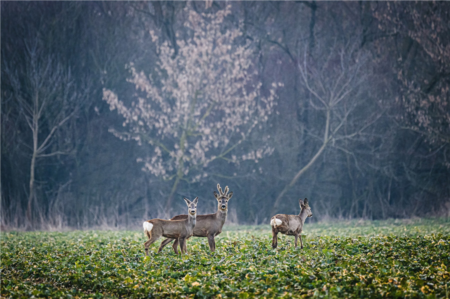 ICPhoto(qun)ƷՈ(qng)D(zhun)d