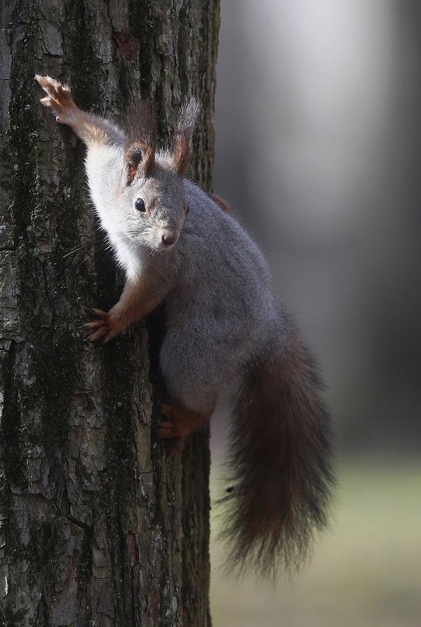 IC PhotoƷՈD(zhun)d