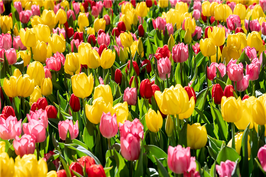 IC Photo(qun)ƷՈD(zhun)d