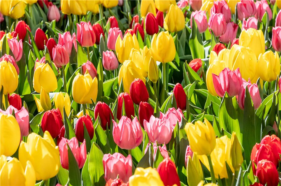 IC Photo(qun)ƷՈD(zhun)d