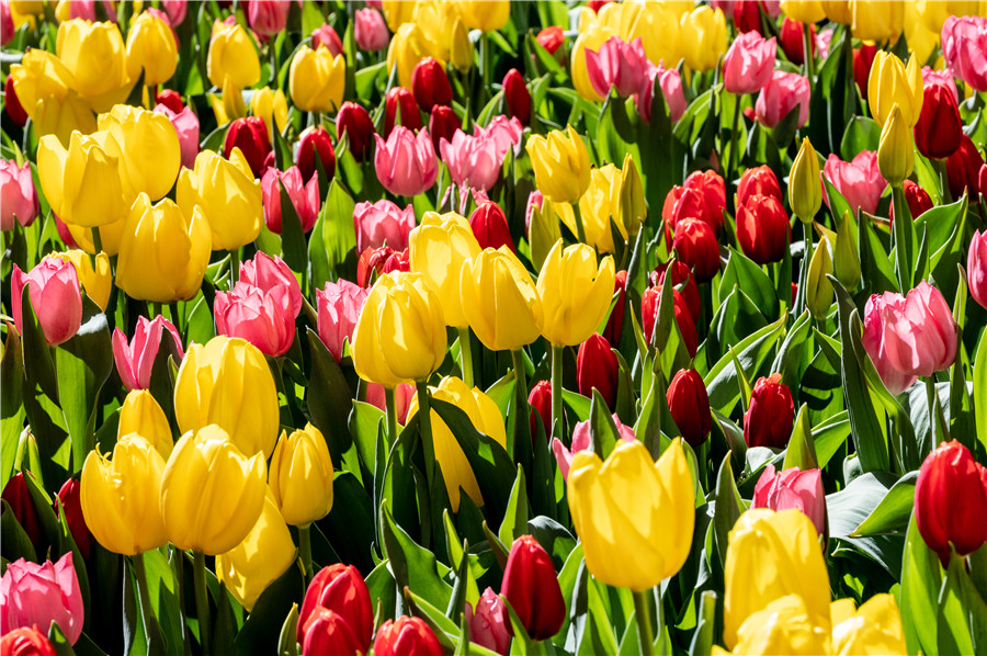 IC PhotoƷՈD(zhun)d