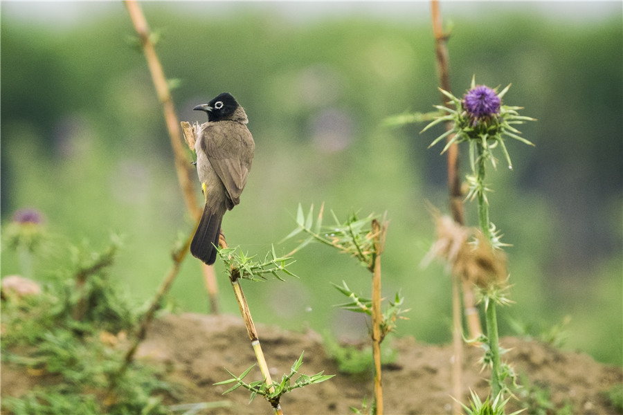 ICphoto(qun)ƷՈ(qng)D(zhun)d