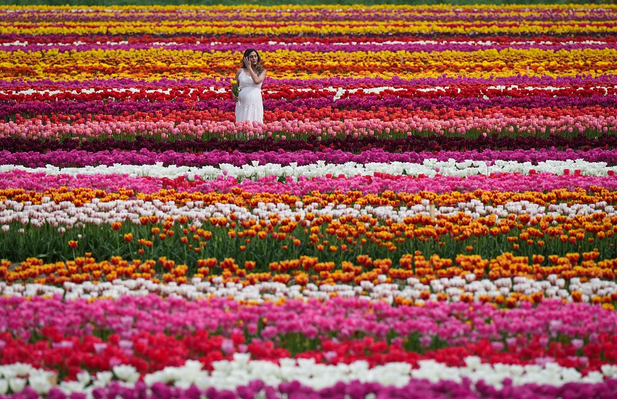 ICphoto(qun)ƷՈ(qng)D(zhun)d