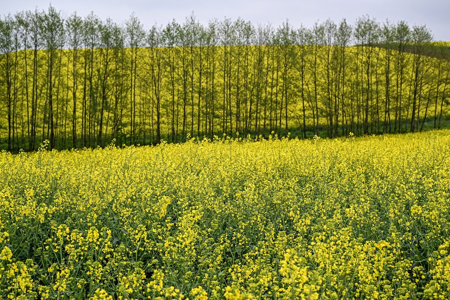 IC photo(qun)ƷՈD(zhun)d