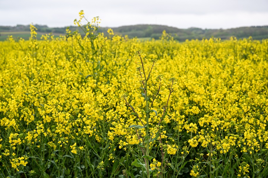 IC photo(qun)ƷՈ(qng)D(zhun)d