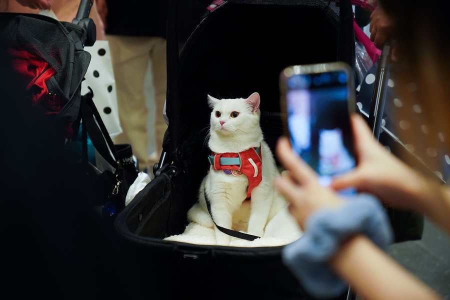 IC photo(qun)ƷՈD(zhun)d