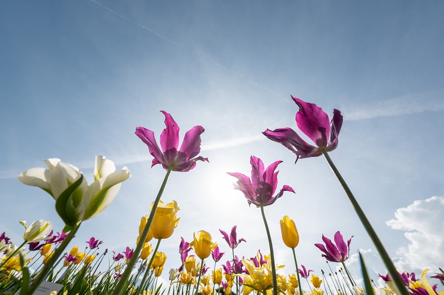 IC photo(qun)ƷՈD(zhun)d