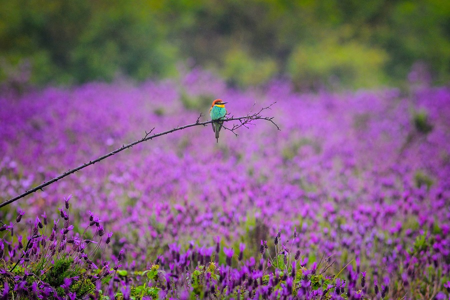 IC photo(qun)ƷՈ(qng)D(zhun)d