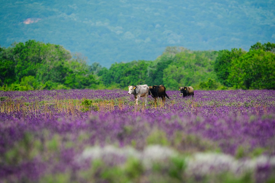 IC photo(qun)ƷՈD(zhun)d