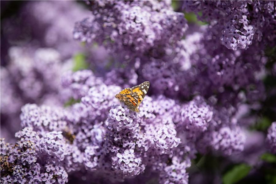 IC photo(qun)ƷՈ(qng)D(zhun)d