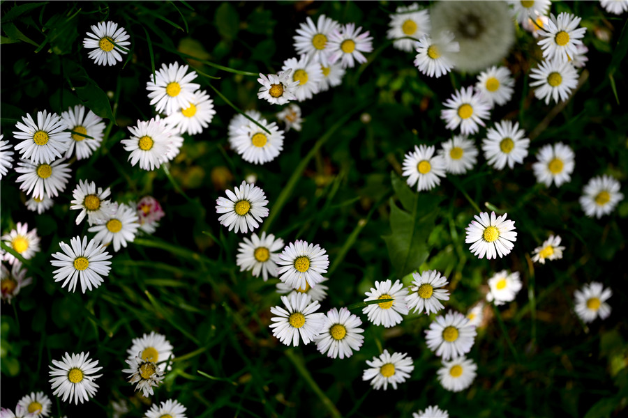 IC photo(qun)ƷՈD(zhun)d