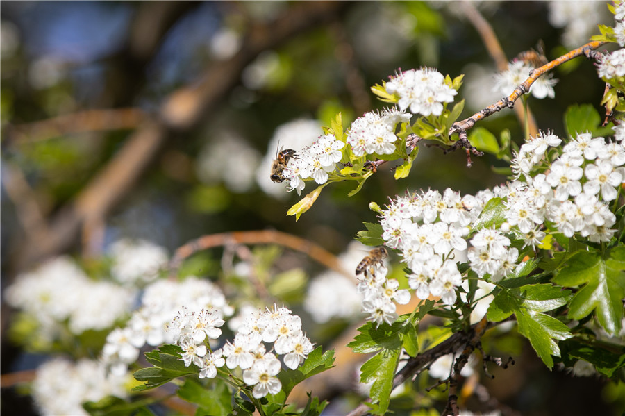 IC photo(qun)ƷՈ(qng)D(zhun)d