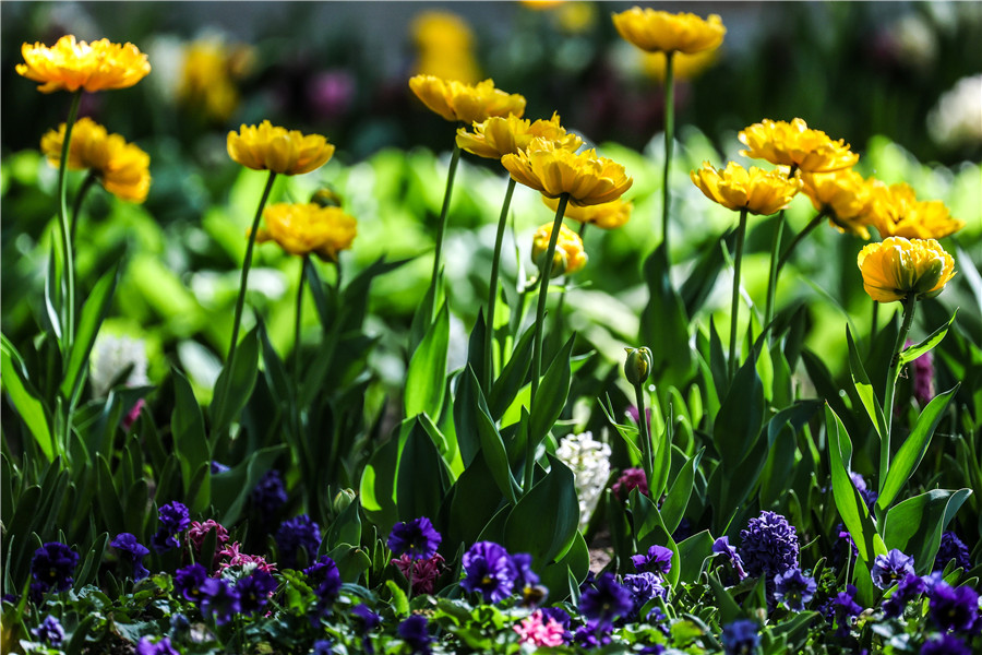 IC photo(qun)ƷՈD(zhun)d