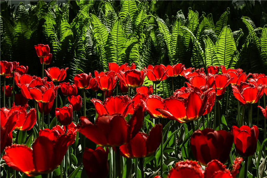 IC photo(qun)ƷՈ(qng)D(zhun)d