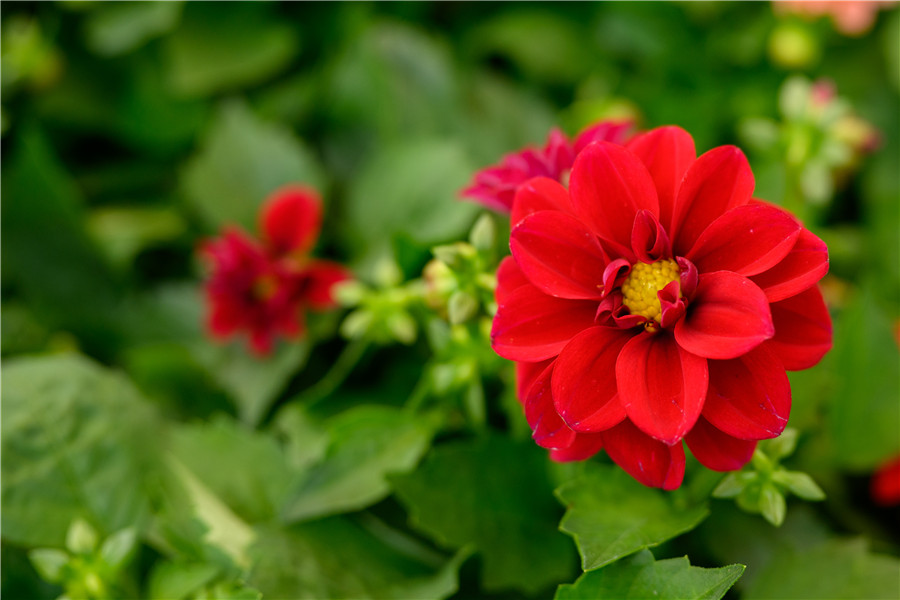 IC photo(qun)ƷՈD(zhun)d