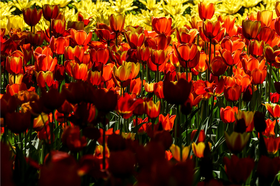 IC photo(qun)ƷՈD(zhun)d