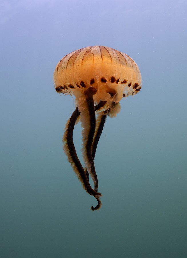 IC photo(qun)ƷՈD(zhun)d