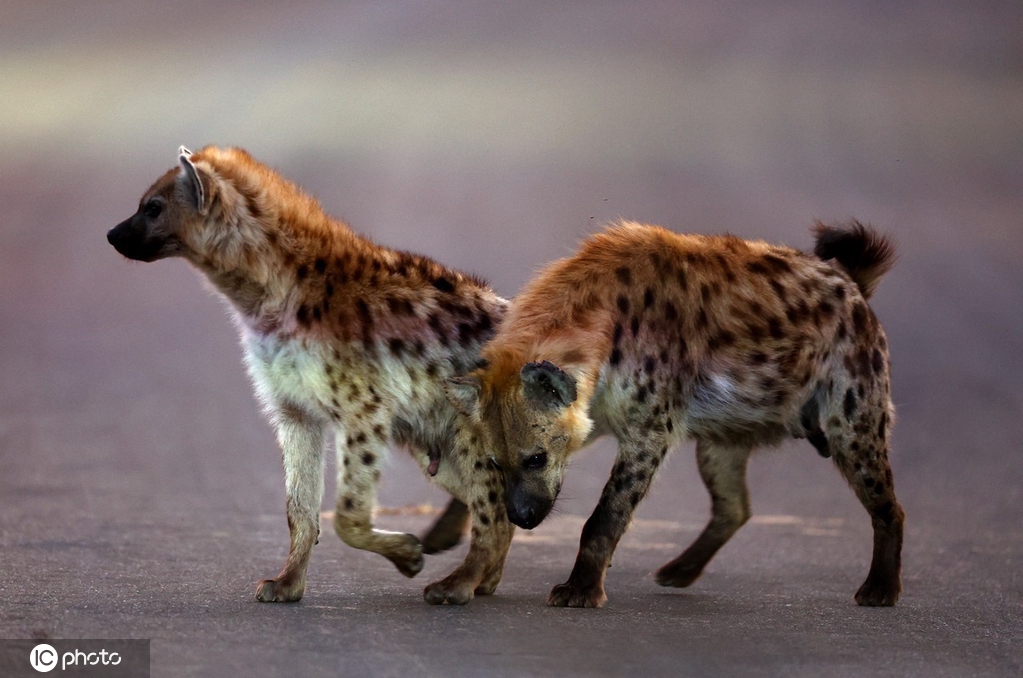 IC photo(qun)ƷՈD(zhun)d